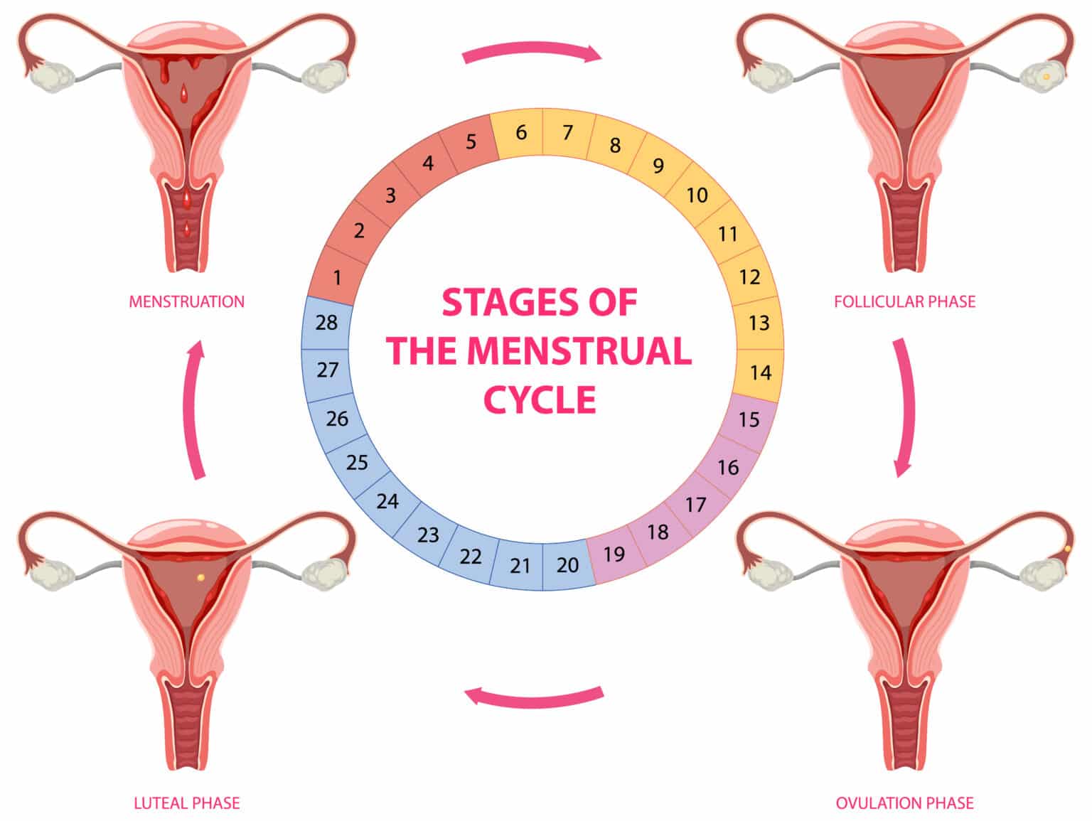 Real Talk on Periods and Pregnancy: Lessons from the Peer Educator’s ...